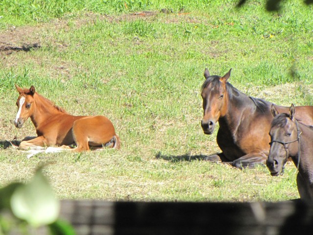 Horses resting in a pasture north of Palmer