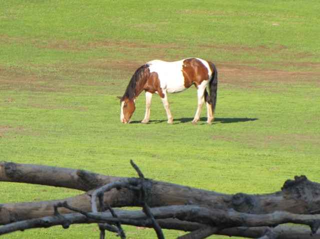 Pretty pinto pony along Farm Loop Road, northwest of Palmer.