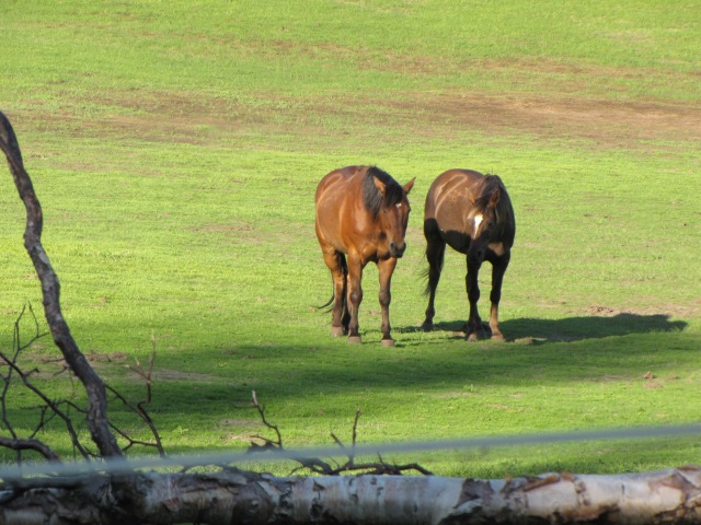 Horses in a pasture along Farm Loop Road, northwest of Palmer.