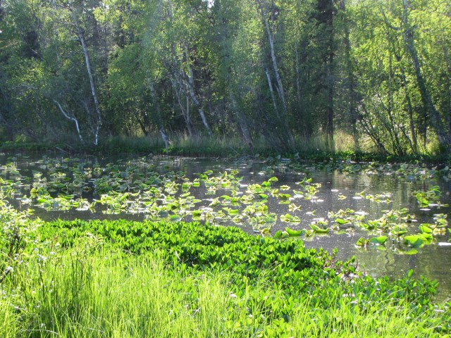 Cottonwood Creek near where it flows into the eastern end of Wasilla Lake.