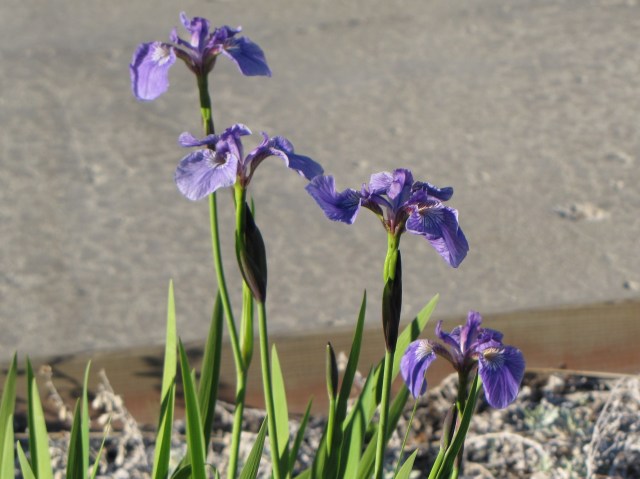 Siberian Iris in Wasilla.