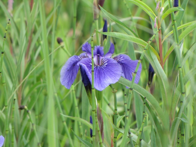 Wild iris near Big Lake