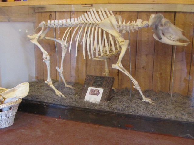 Musk ox skeleton at the Musk Ox Farm 