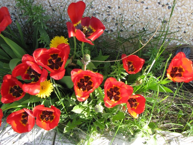 Poppies and dandelions