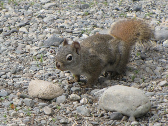 An inquisitive squirrel