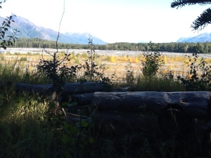 Log remains of John Springer's cabin overlooking the Matanuska River.